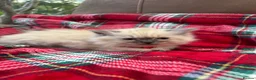 Ragdoll cats for sale: Blue point kittens - Advert 3