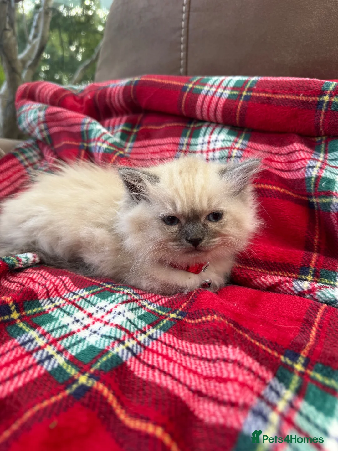Ragdoll cats for sale: Blue point kittens - Advert 3