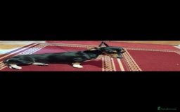Dachshund dogs for sale: dachshund puppies for sale  - Image 5