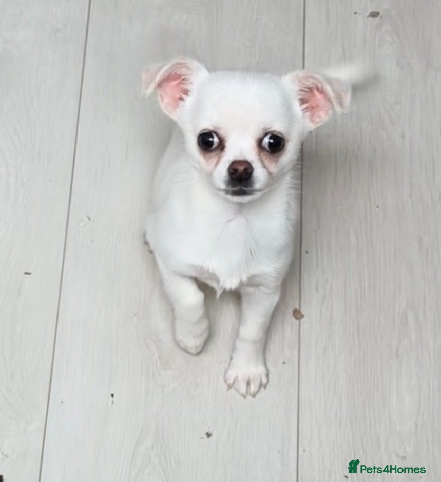 Chihuahua dogs Russian chihuahua - Advert 1