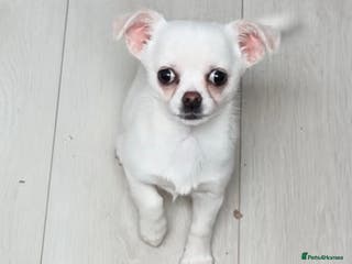 Chihuahua dogs Russian chihuahua - Advert 1