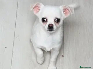 Chihuahua dogs Russian chihuahua - Advert 13