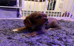 Cavalier King Charles Spaniel dogs for sale: Beautiful ruby ckcs puppies - Advert 6