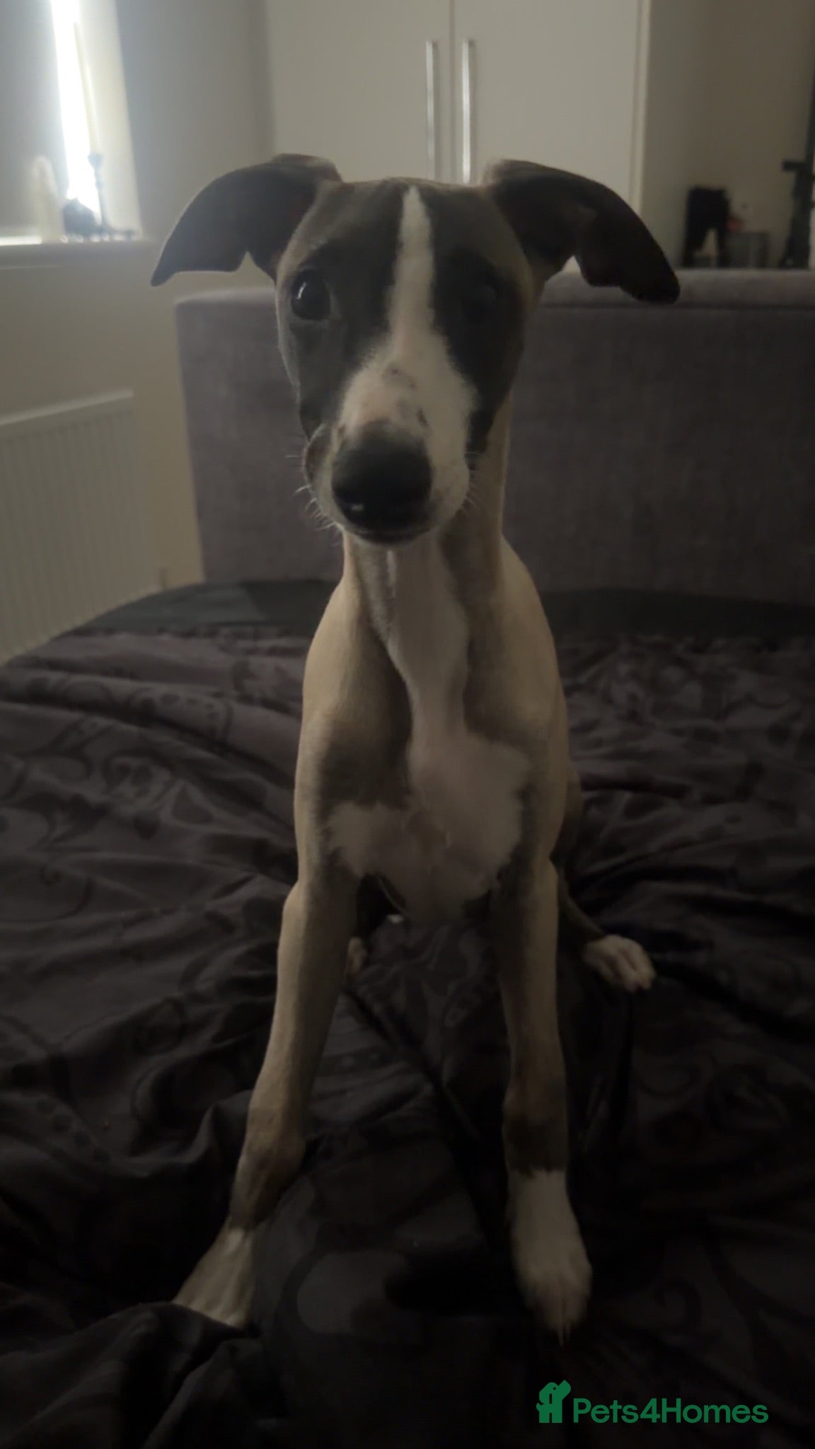 Whippet dogs Beautiful whippet - Advert 16
