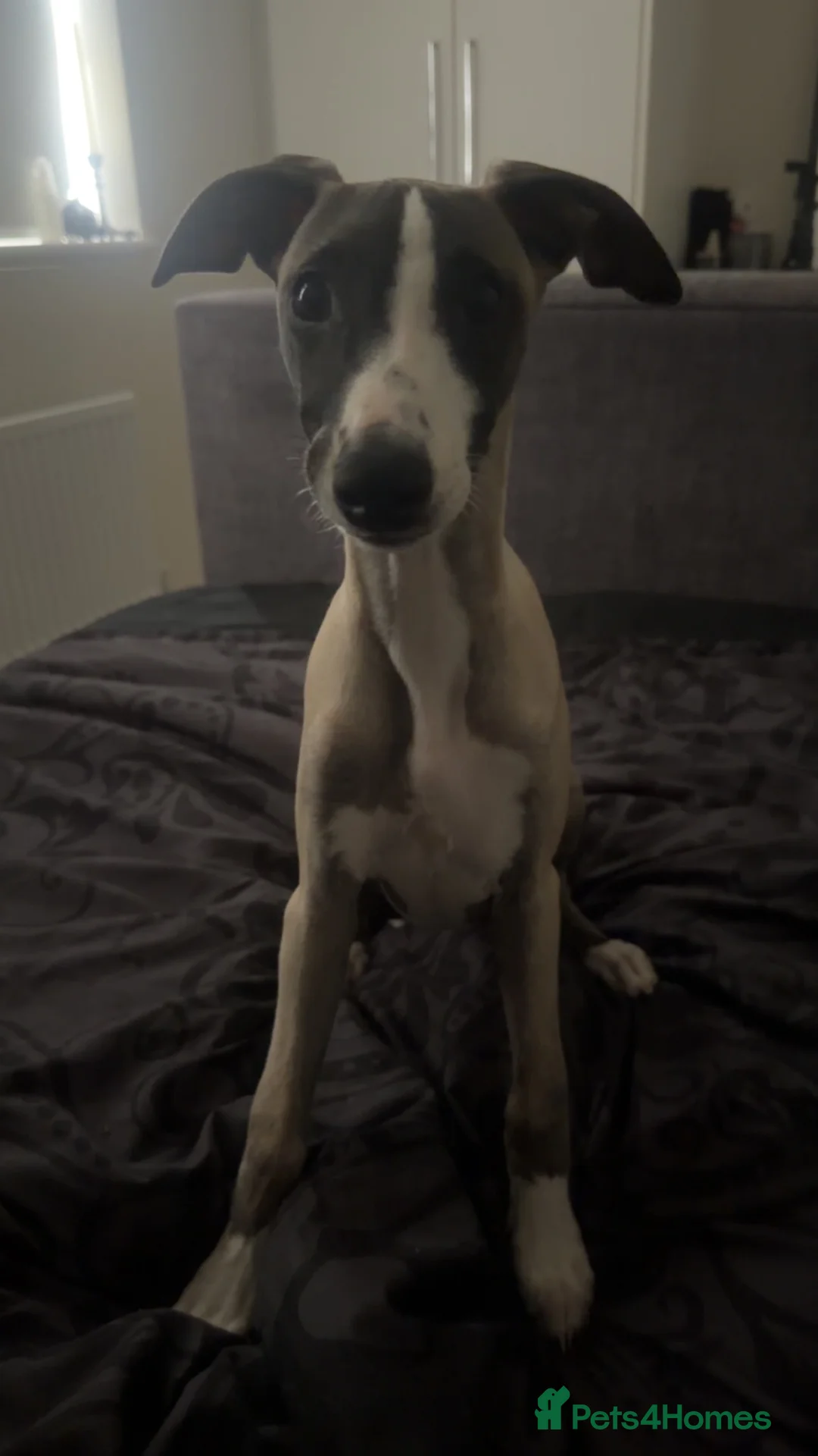 Whippet dogs for sale: Beautiful whippet - Advert 1