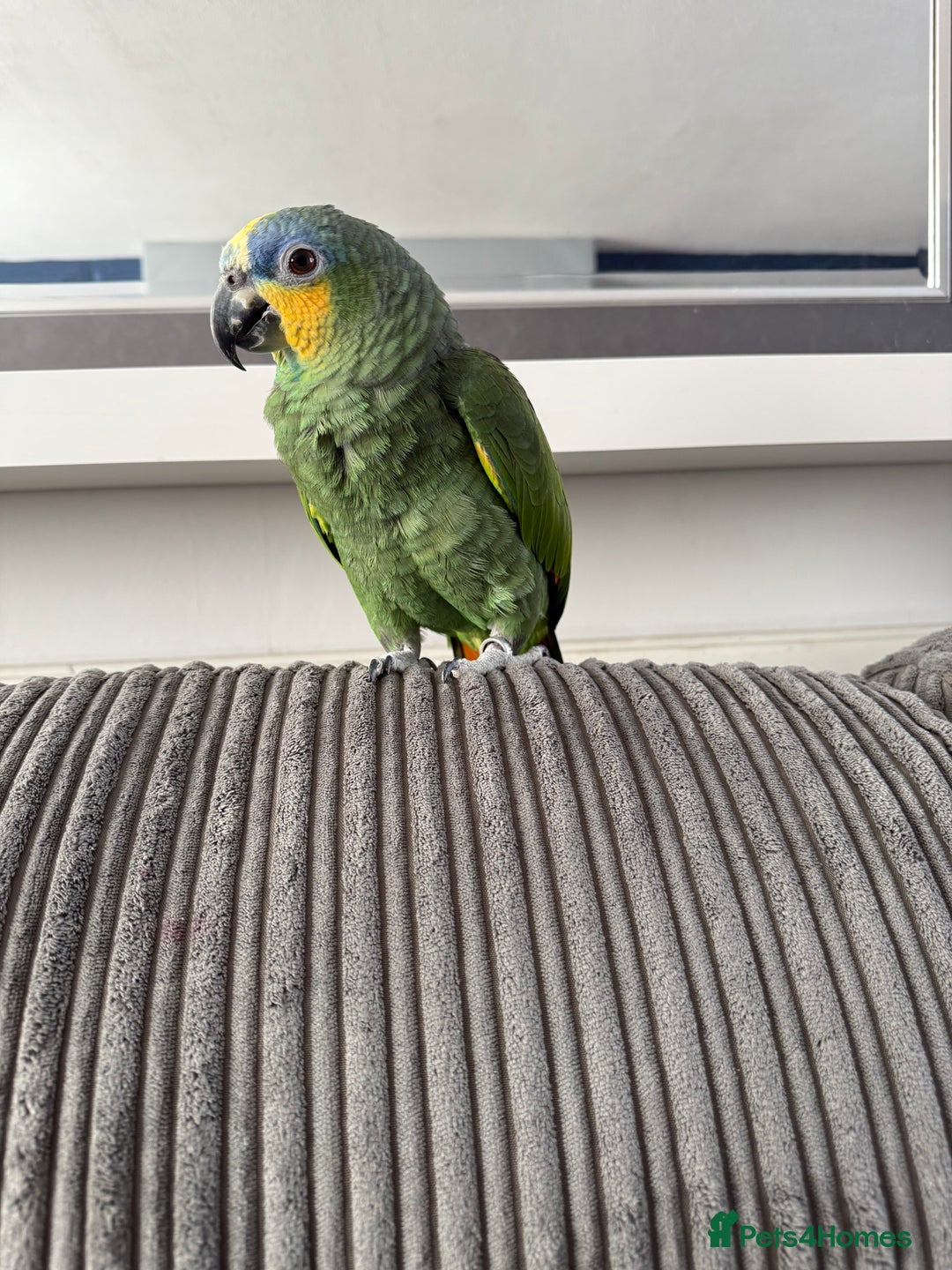 Parrots birds for sale: Orange winged Amazon Parrot  - Image 4