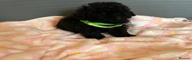 Toy Poodle 5