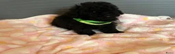 Toy Poodle dogs for sale: TOY POODLE GIRLS AND BOYS READ NOW  - Advert 18
