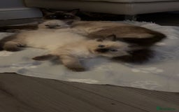 Ragdoll cats for sale: STUNNING FULLY HEALTH TESTED RAGDOLL KITTENS - Image 5