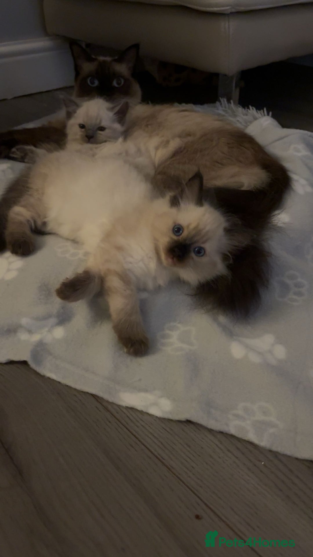 Ragdoll cats for sale: STUNNING FULLY HEALTH TESTED RAGDOLL KITTENS - Image 5