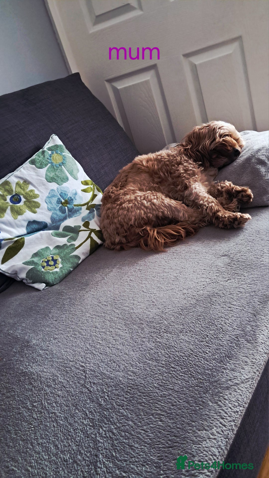 Cavapoo dogs for sale: Adorable Cavapoo Puppies -Ready 23rd -December! - Advert 10