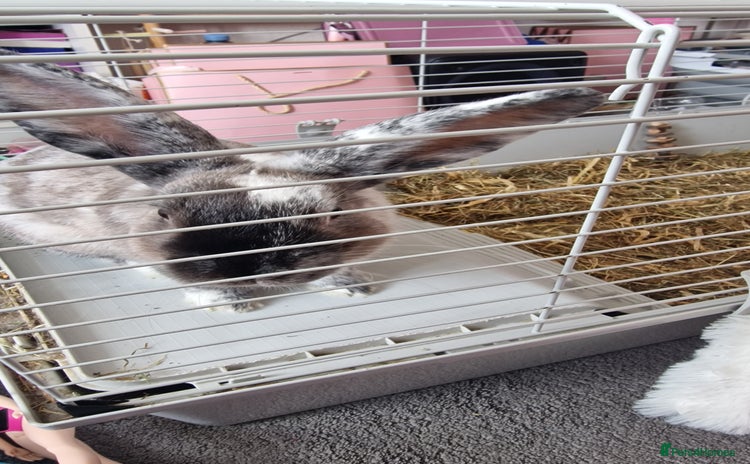 Harlequin rabbits - Advert 15