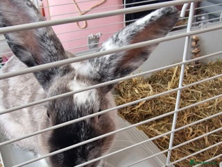 Harlequin rabbits - Advert 7