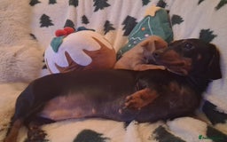 Mixed Breed dogs for sale: Sausage dog cross jackawawa puppies - Image 5