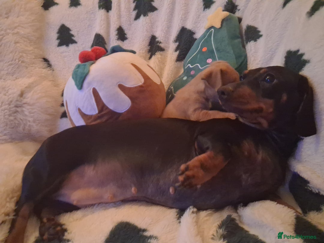 Mixed Breed dogs for sale: Sausage dog cross jackawawa puppies - Image 5