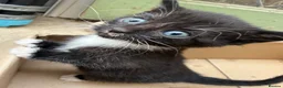 Mixed Breed cats for sale: 4 adorable kittens available to be rehomed - Advert 18