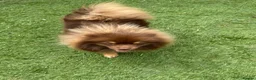 Pomeranian dogs for sale: For sale one stunning chocolate & tan boy  - Advert 5