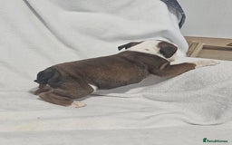 English Bulldog dogs for sale: Champion English bulldogs - Image 28