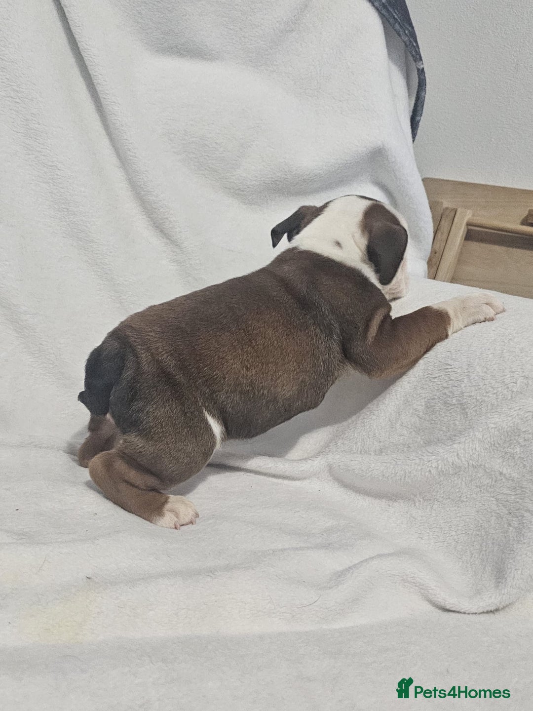 English Bulldog dogs for sale: Champion English bulldogs - Image 28