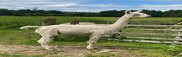 Alpaca livestock for sale: Pet Males - Advert 2
