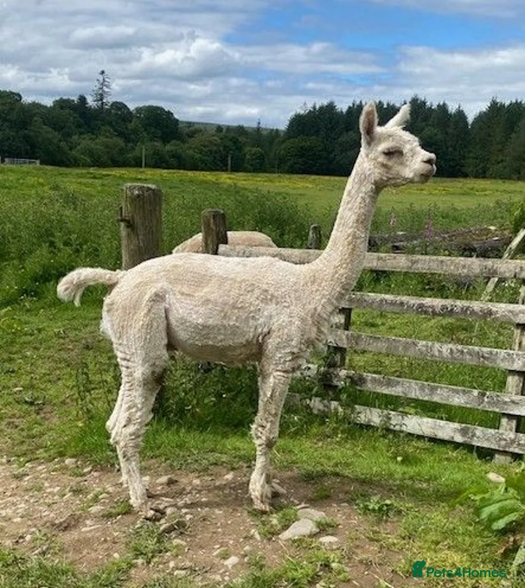 Alpaca livestock for sale: Pet Males - Advert 2