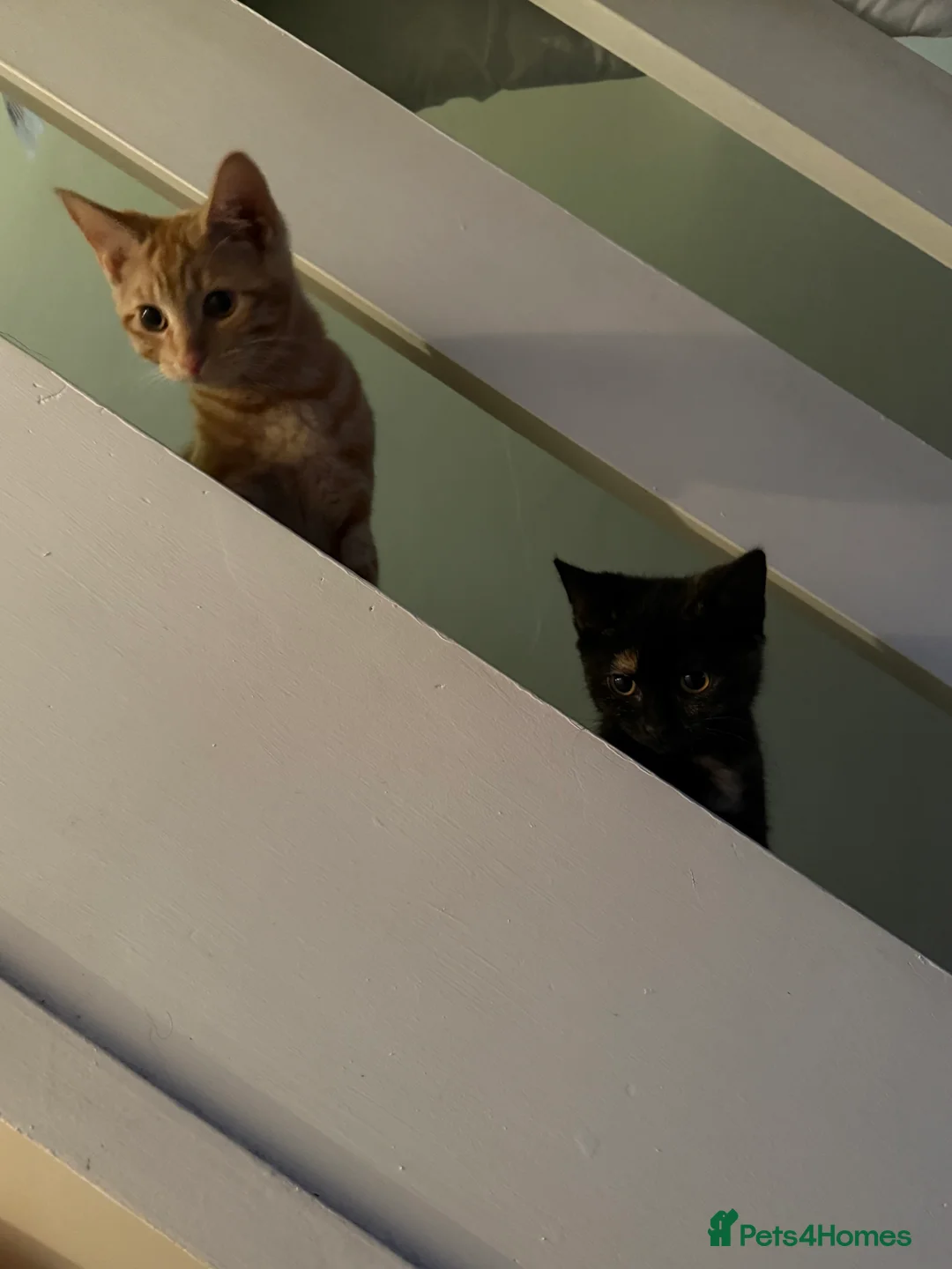 Mixed Breed cats for sale: Ginger male & tortoise girl 7 months old - Advert 3