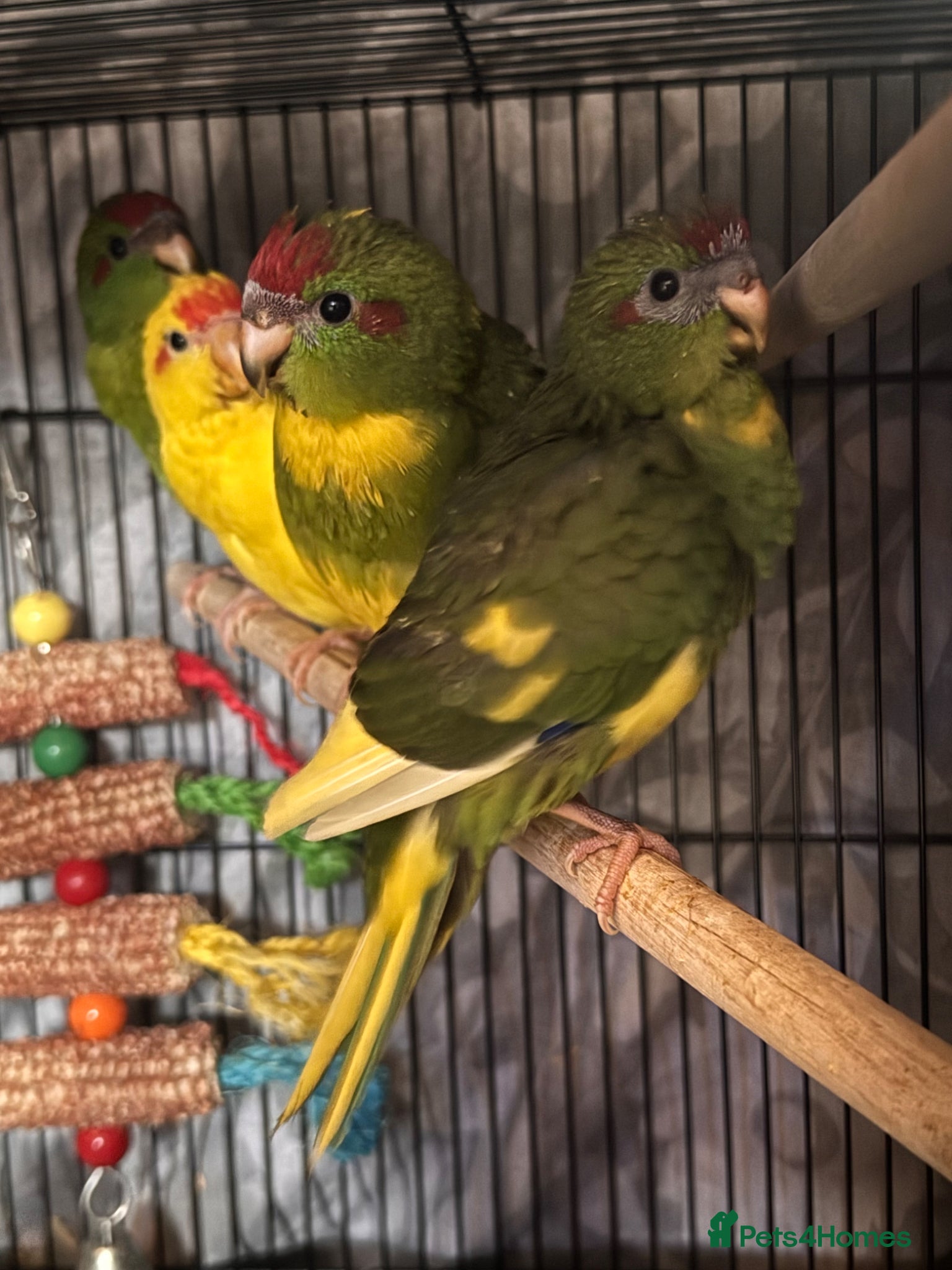 Parakeets birds Kakariki parakeets  - Advert 3