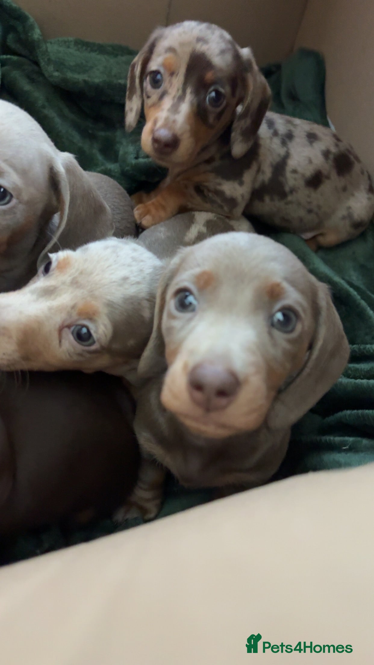Miniature Dachshund dogs Miniature Daschund puppies in Hengoed - Advert 3