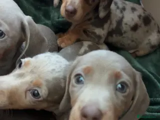 Miniature Dachshund dogs Miniature Daschund puppies in Hengoed - Advert 3
