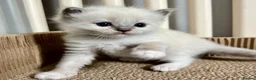Ragdoll cats for sale: Purebred Ragdolls Kittens in Bournemouth - Advert 22