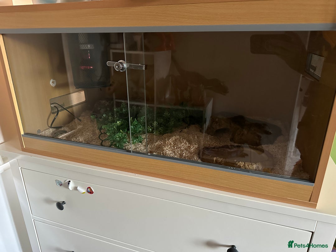 Corn Snake reptiles for sale: Corn snake with full set up - Image 2