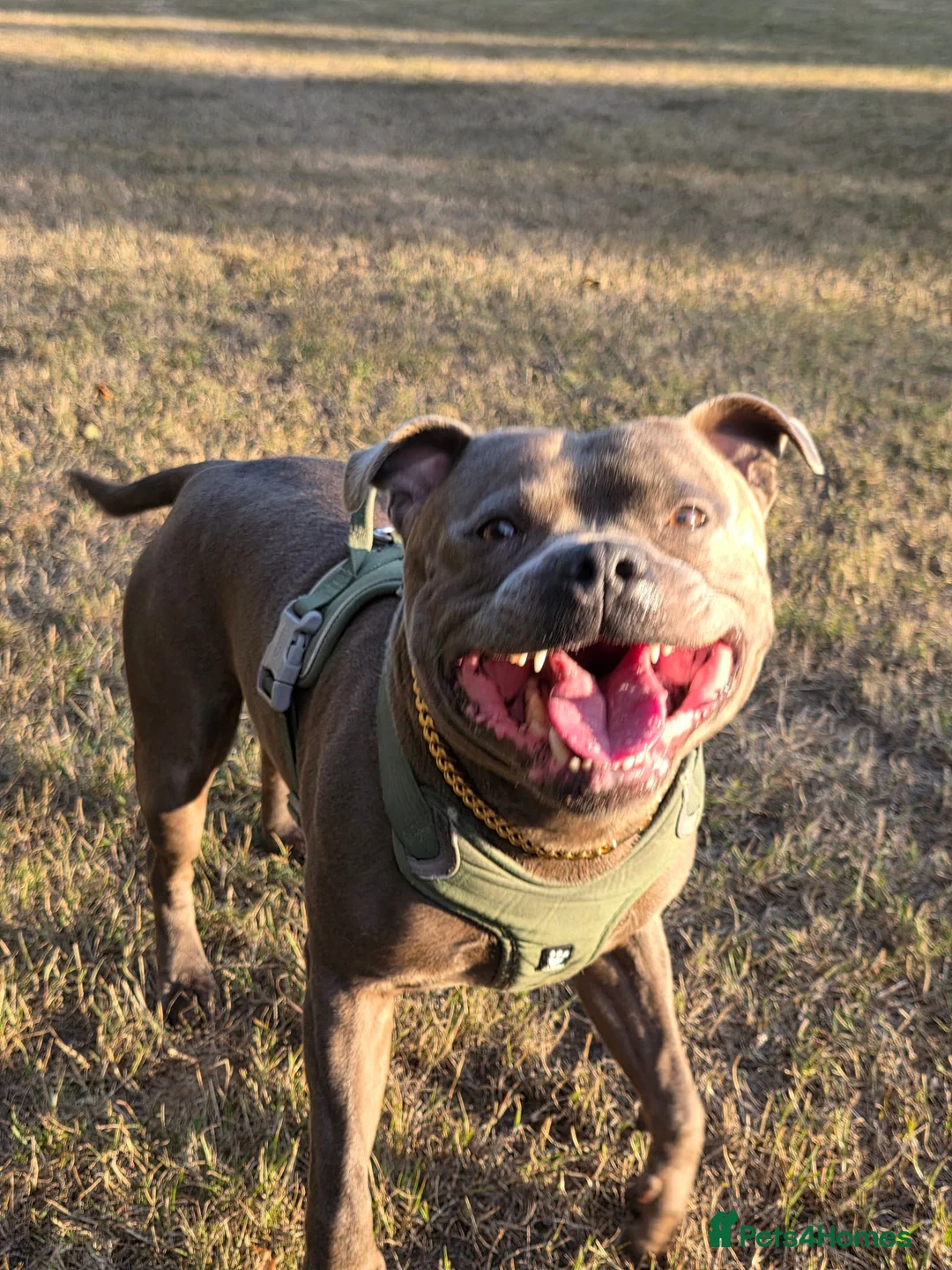 Staffordshire Bull Terrier dogs for stud: STUD 7th GEN BLUE STAFF LOKI IS READY TO BREED - Advert 2