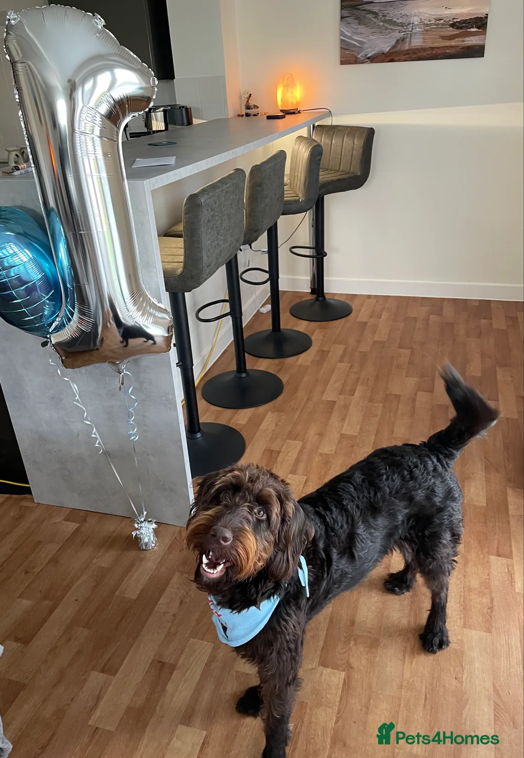 Labradoodle dogs for stud: F1 Labradoodle Stud - Proven in Maidstone - Advert 14