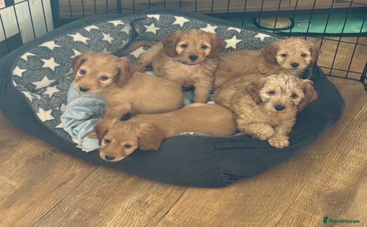 Cockapoo dogs - Advert 3