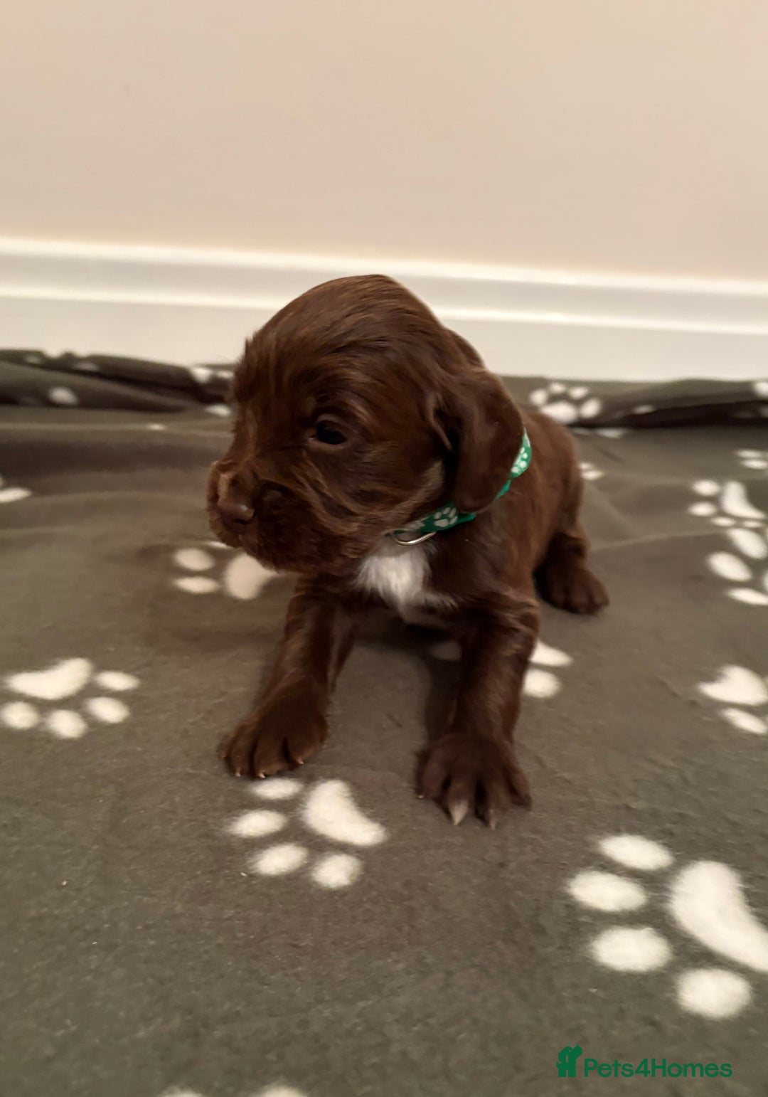 Cocker Spaniel dogs for sale: Stunning Chocolate KC cocker puppies - Advert 9