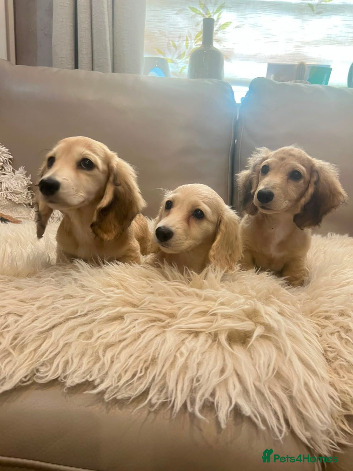Miniature Dachshund dogs long haired miniature dachshunds  - Advert 6