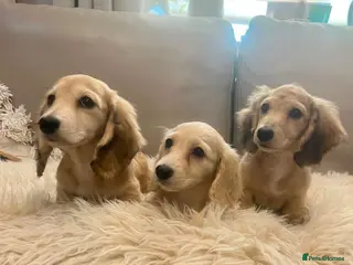 Miniature Dachshund dogs long haired miniature dachshunds - Advert 6
