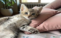 Oriental cats for sale: One Oriental Boy Left Looking for his forever home - Image 1