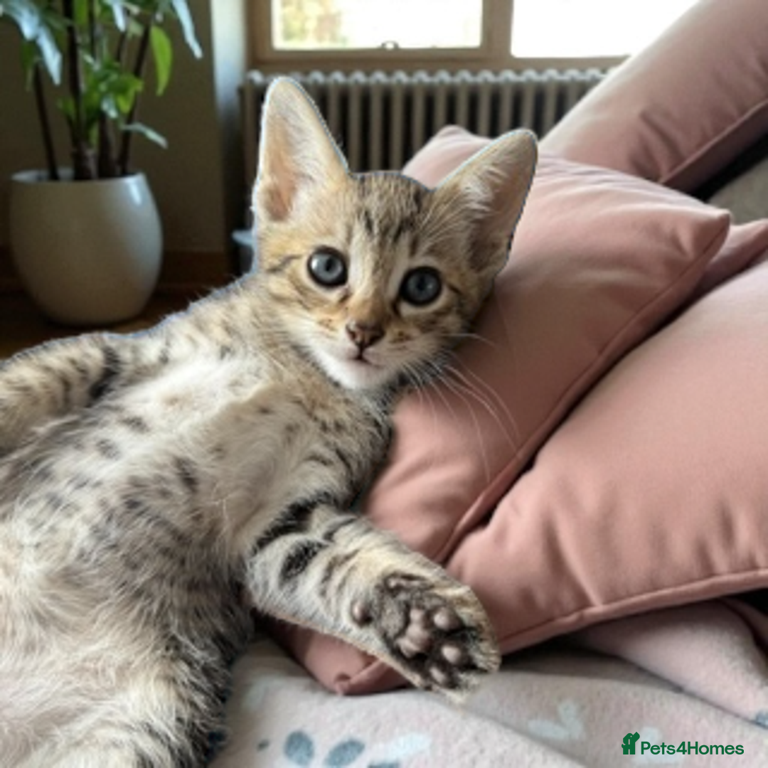 Oriental cats for sale: One Oriental Boy Left Looking for his forever home - Image 1