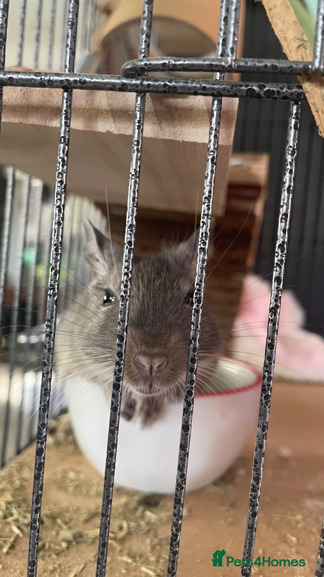 Degus rodents for sale: Two bonded female Degus in Folkestone - Advert 2