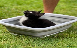 Ragdoll cats for sale: Rag doll cross - Image 4