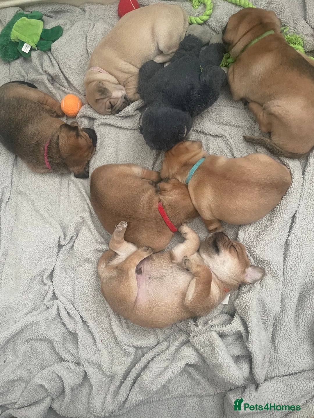 Jug dogs for sale: Jug puppies for sale 4 boys 2 girls 5 weeks old - Advert 8
