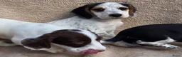 Cocker Spaniel dogs for sale: Beautiful litter of unusual colour Cocker spaniel  - Advert 8