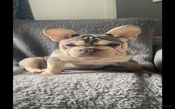 Mixed Breed dogs for sale: Blue & tan EA Siberian husky velvet French bulldog - Image 2