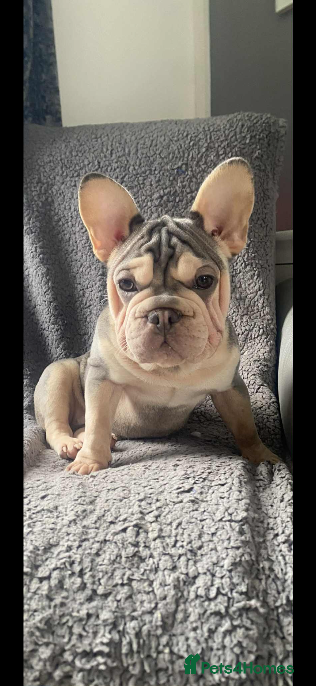 Mixed Breed dogs for sale: Blue & tan EA Siberian husky velvet French bulldog - Image 2