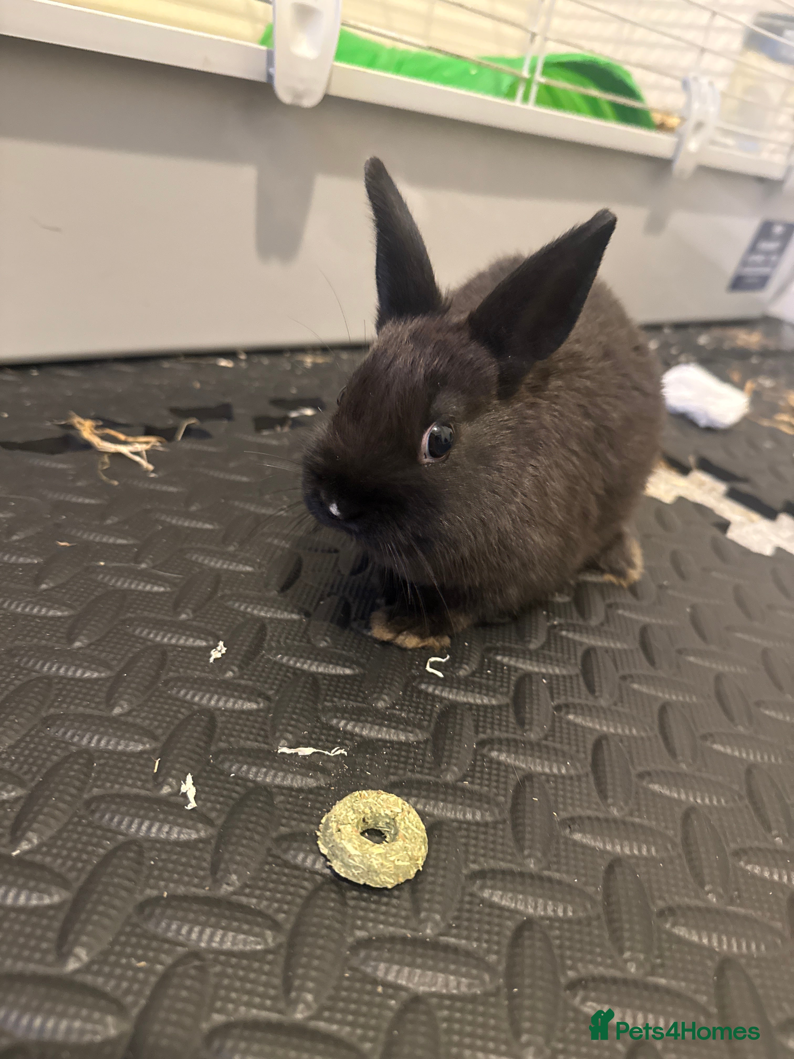 Netherland Dwarf rabbits Netherend dwarf bunnies - Advert 20