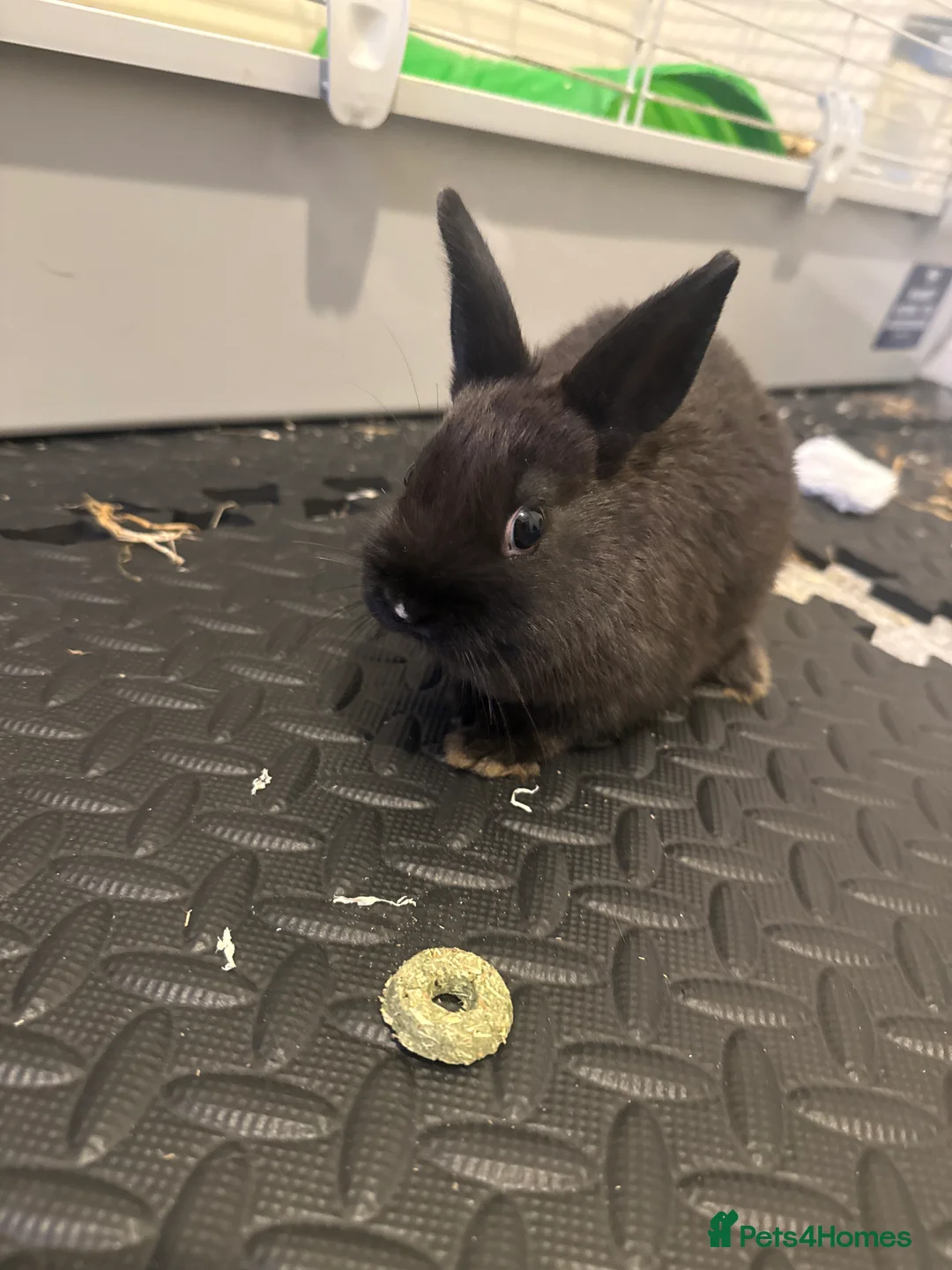 Netherland Dwarf rabbits for sale: Netherend dwarf bunnies - Advert 1