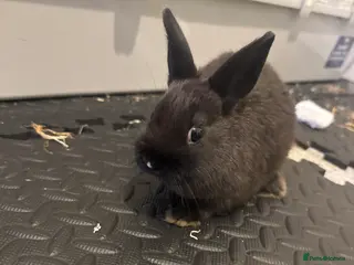 Netherland Dwarf rabbits Netherend dwarf bunnies - Advert 20