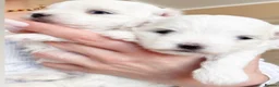 Maltese dogs for sale: Maltese pups kc reg - Advert 10