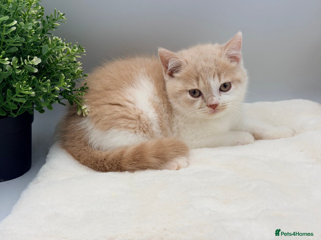 British Shorthair cats for sale: PEDIGREE REGISTERED CHUNKY BRITISH SHORTHAIRS  - Advert 8